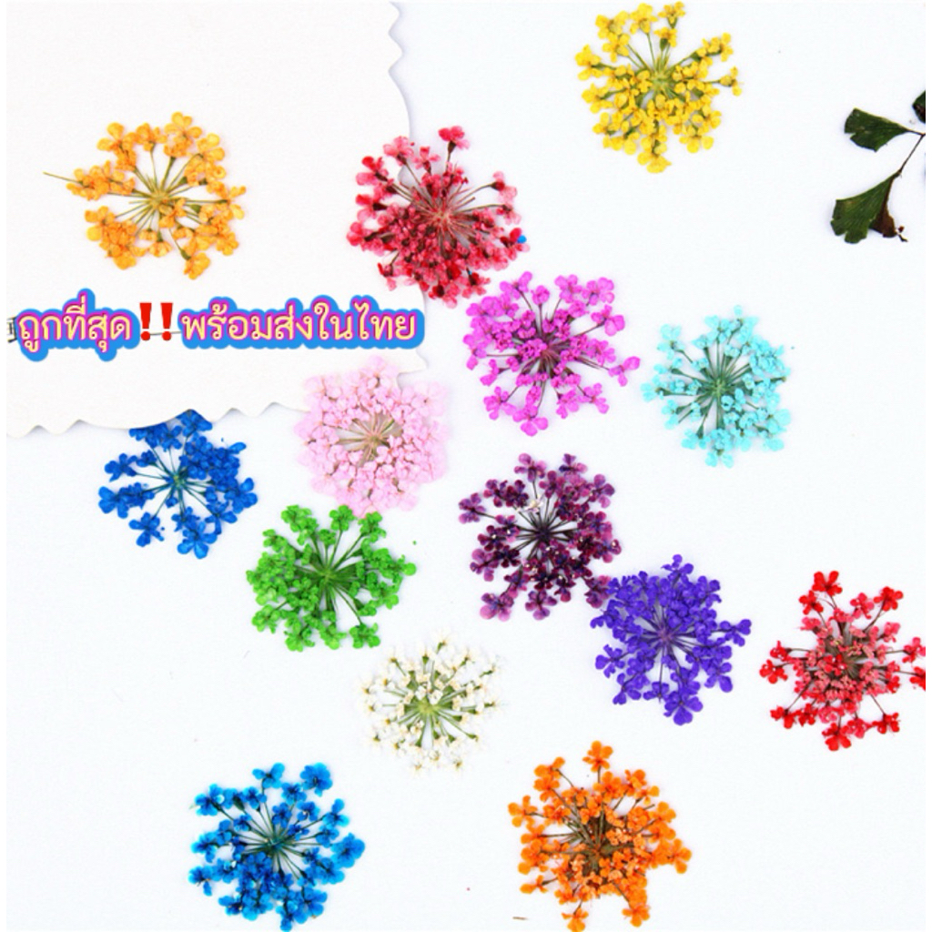 พร้อมส่งดอกเอมิทับแห้ง ขนาด 1cmพร้อมส่ง ถูกสุดในไทย 12ดอก