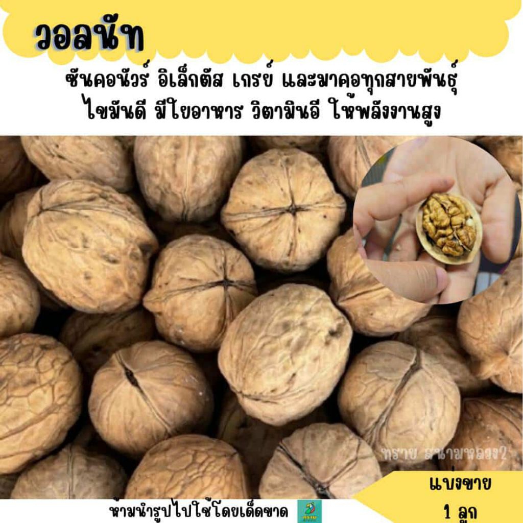 (1 ลูก)วอลนัทธรรมชาติ อาหารสัตว์ฟันแทะ อาหารนก