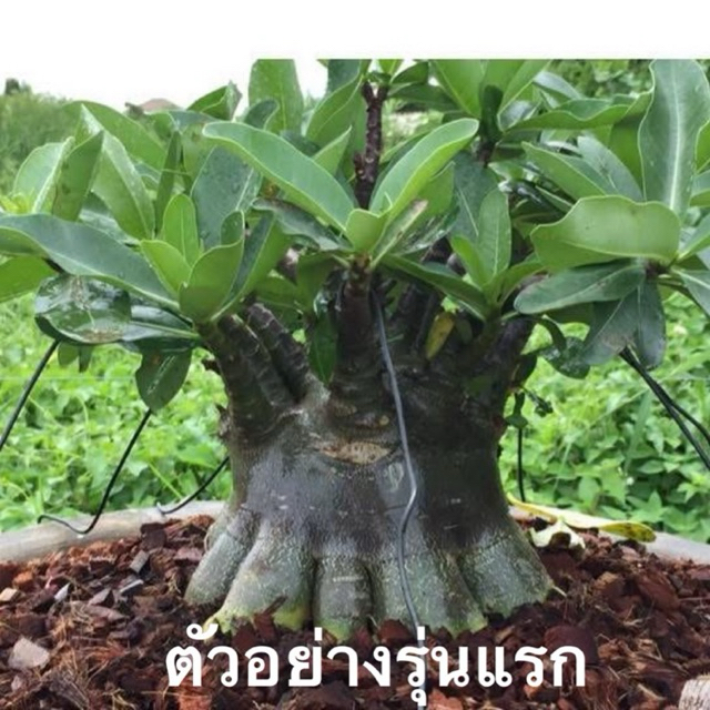 ชวนชมลูกผสมรหัส ข บิ๊กเอฟมงกุฎทองแบล็คฮอค กระถาง6นิ้ว(ถอนส่ง)