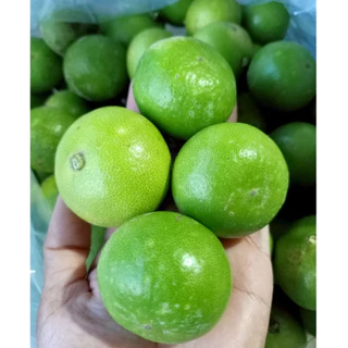 มะนาวแป้น รำไพ และสุขประเสริฐ 1 Kg. / 5 kg. เมล็ดน้อย น้ำเยอะ กลิ่นหอม เก็บสดใหม่จากสวน มะนาว(มียก10 กิโลกรัม)