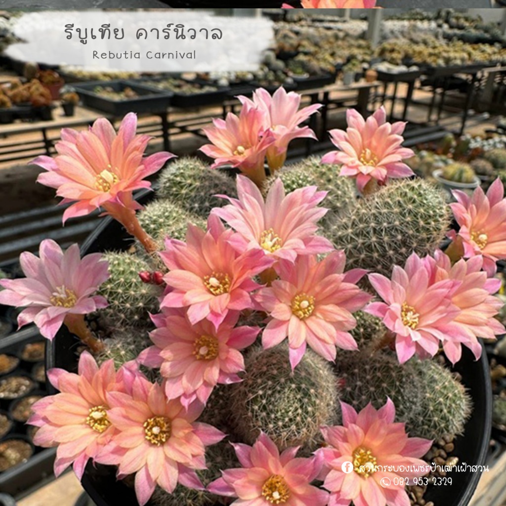 รีบูเทียคาร์นิวัล Rebutia carnival ดอกชมพู กระถางใหญ่ แคคตัส กระบองเพชร
