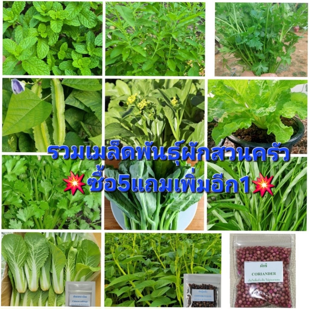 ค่าส่งถูก💥เมล็ดพันธุ์ผักสวนครัว ผักใบเขียว ผักไทย 🌱📍ซื้อ5แถม1คละได้📍