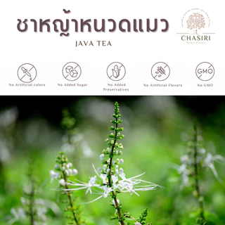 ชาหญ้าหนวดแมว (Cat’s Whisker Tea) ไม่มีน้ำตาลและคาเฟอีน กลิ่นหอม ดื่มง่าย