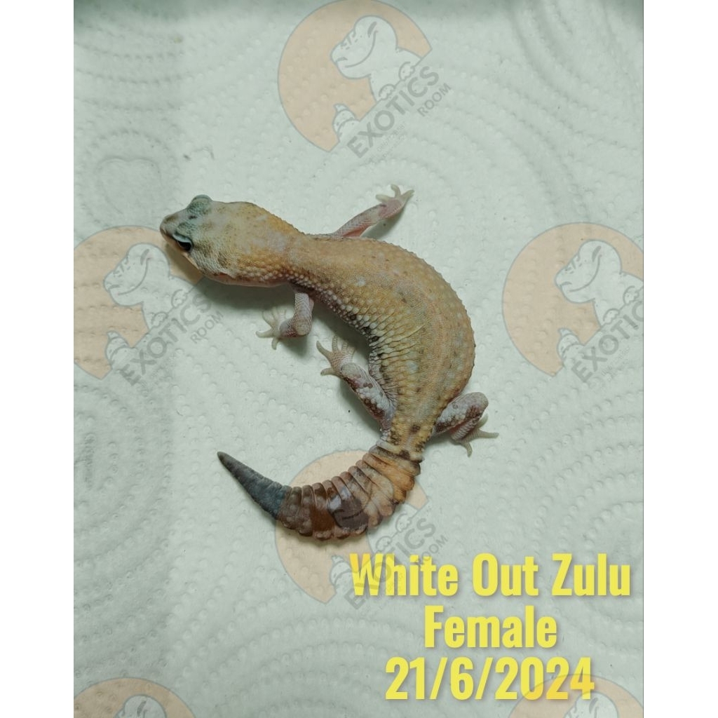 Fat-tailed​ Gecko​ Zulu​