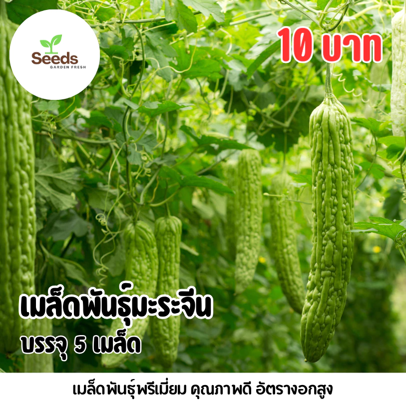 เมล็ดพันธุ์มะระจีน บรรจุ 5 เมล็ด/ซอง