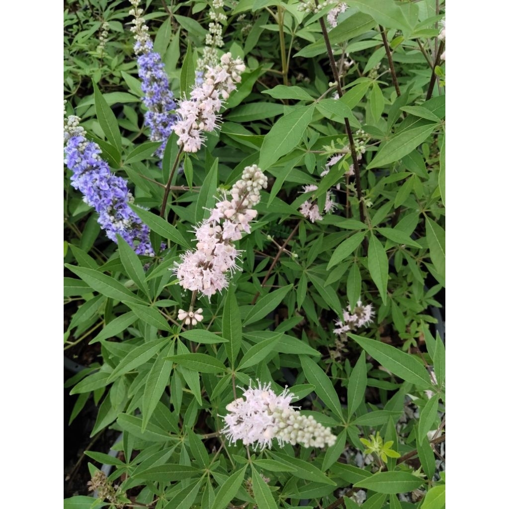 ดอกไวเท็กซ์ (Vitex)  Chaste Tree หรือ Chasteberry