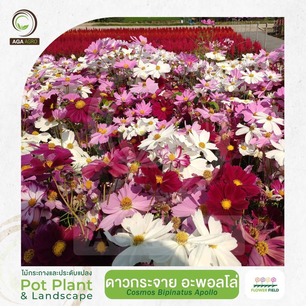 AGA AGRO I "ดาวกระจาย อะพอลโล่" ต้นเตี้ย ดอกดก สีสด-100เมล็ด-Cosmos Apollo