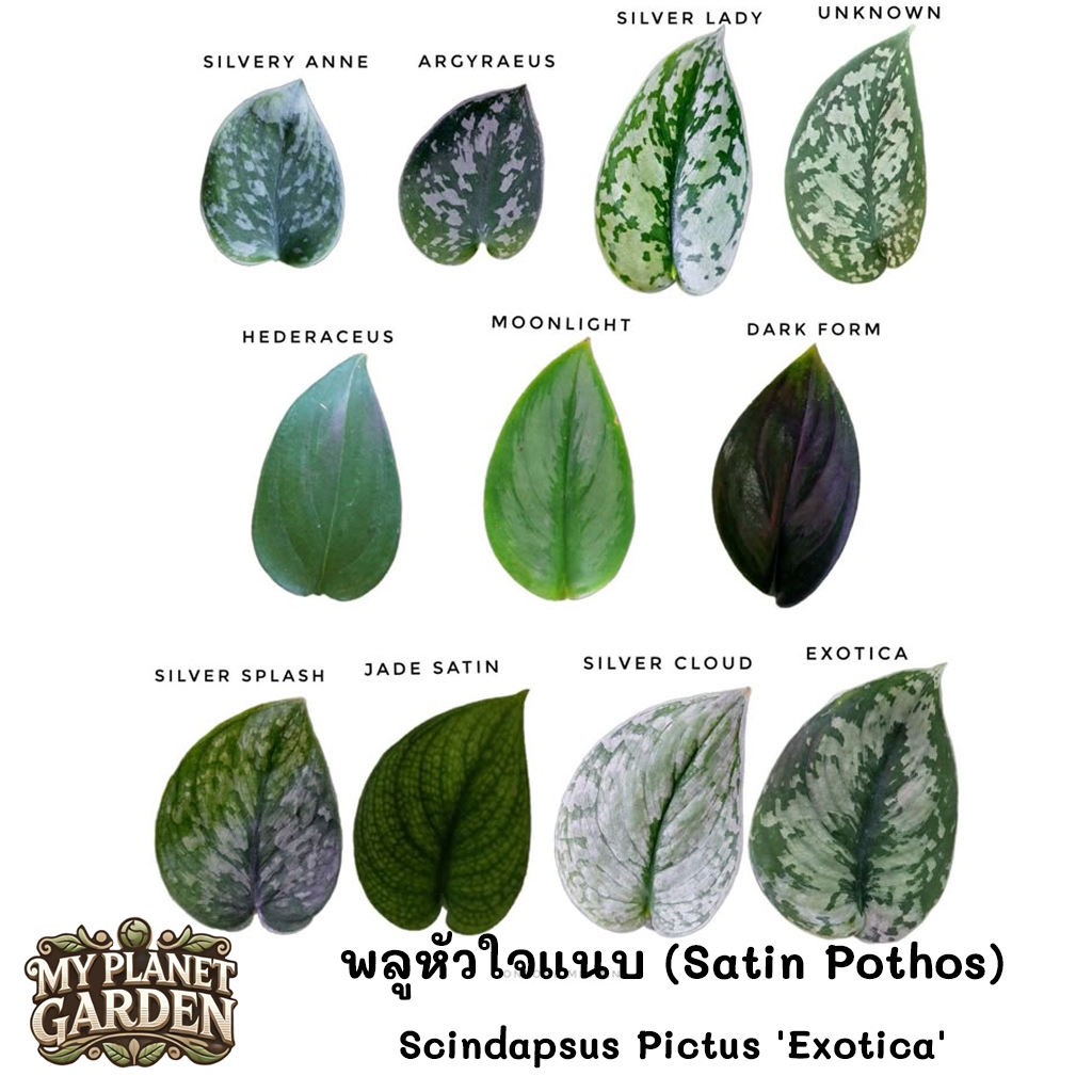 Scindapsus พลูหัวใจแนบ พลูใบเงิน ราคา ถูกที่สุด ดีลบีเคเค แกลเลอรีภาพที่ 2