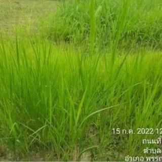 #เมล็ดหญ้ากัมบ้า 1กก. #หญ้ากัมบ้า เมล็ดพันธุ์หญ้ากัมบ้า Andropogon gayanut #เกรียงศักดิ์เมล็ดและท่อนพันธุ์หญ้าอาหารสัตว์