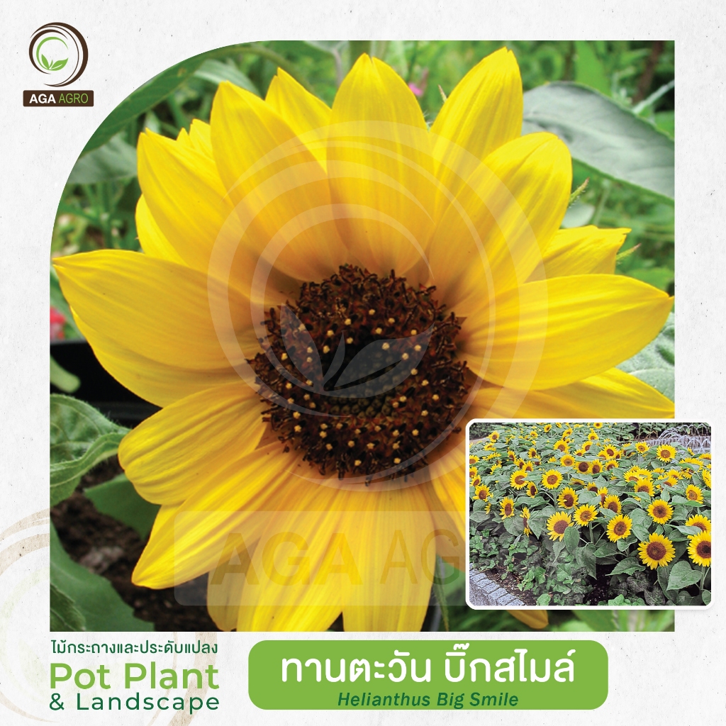 AGA AGRO I "ทานตะวัน บิ๊ก สไมล์" พันธุ์ต้นเตี้ย ดอกใหญ่ สีเหลืองตาดอกดำ-100เมล็ด-Helianthus BigSmile