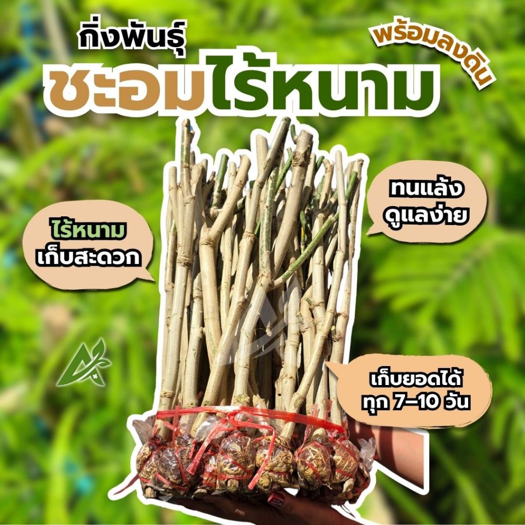 กิ่งชำชะอมไร้หนาม คัดเกรด เอาไปปลูกได้เลย ไม่ต้องรอราก