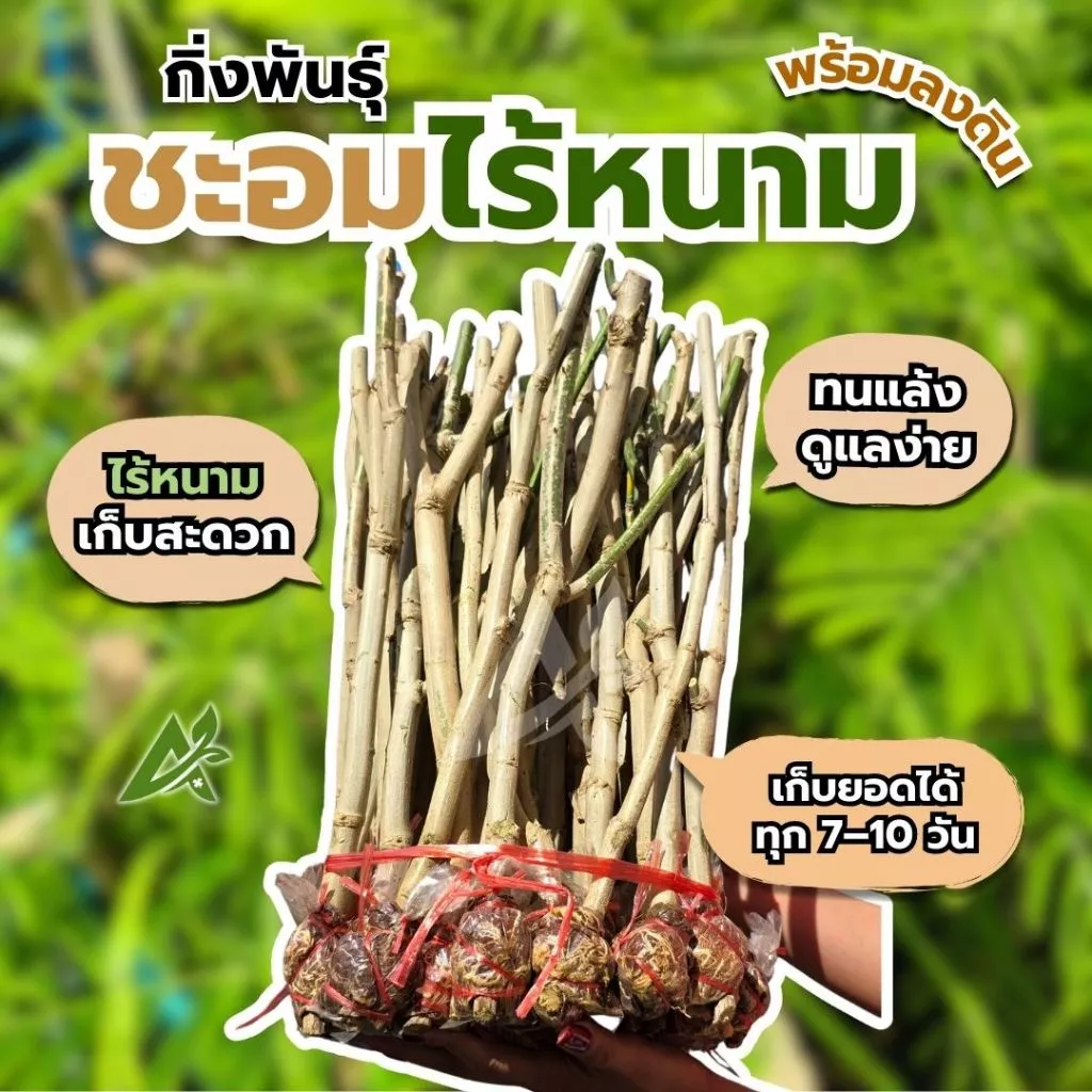 กิ่งชำชะอมไร้หนามคัดเกรด(2กิ่ง) เอาไปปลูกได้เลย ไม่ต้องรอราก