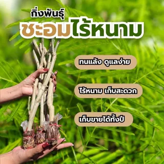 กิ่งชำชะอมไร้หนามคัดเกรด(2กิ่ง) เอาไปปลูกได้เลย ไม่ต้องรอราก