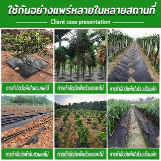 Daily Gold พลาสติกคลุมวัชพืช กำจัดวัชพืช ผ้าคลุมวัชพืช พลาสติกเกรดส่งออก ผสมUV ฆ่าหญ้า เห็นผลไวถายใน