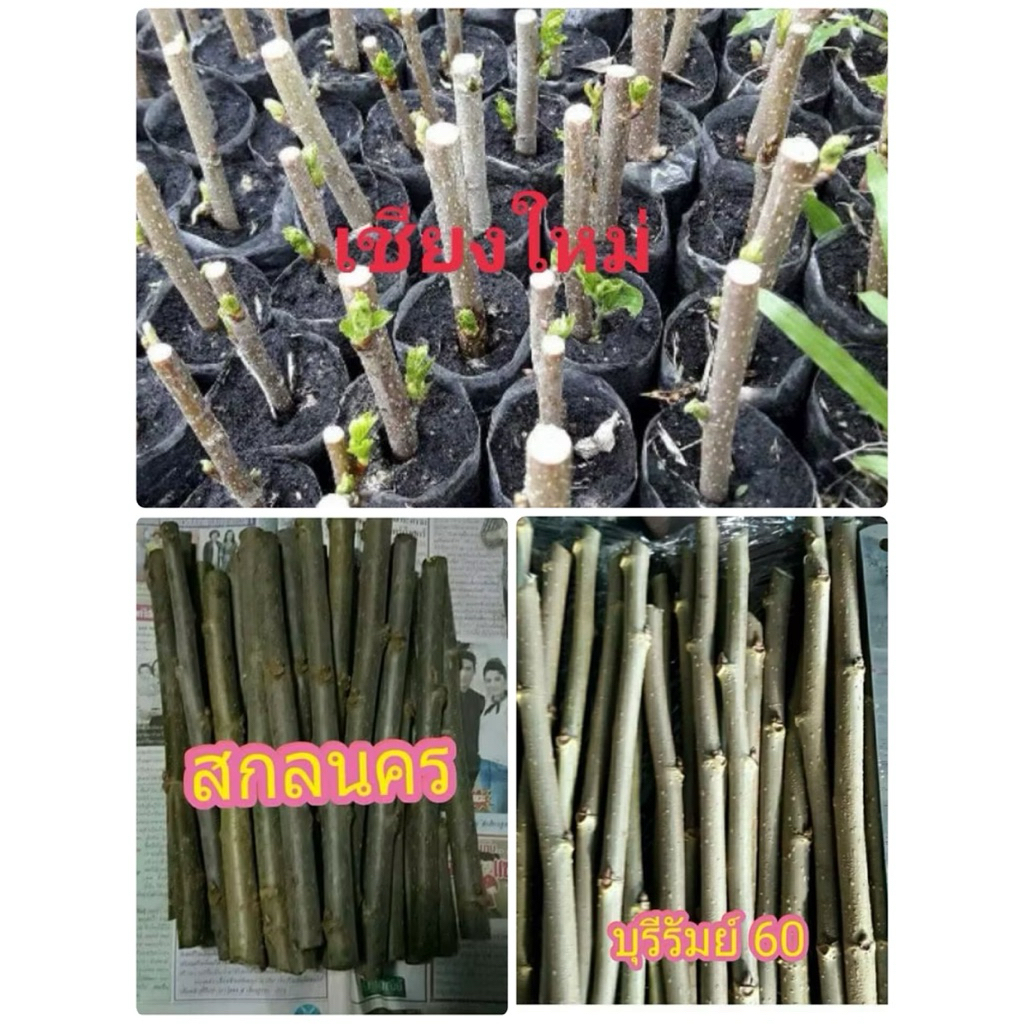 กิ่งหม่อน 3 พันธุ์ เชียงใหม่ สกลนคร บุรีรัมย์ ชุดละ 12 กิ่ง