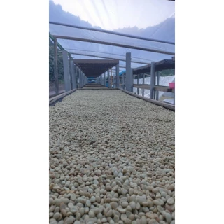 กาแฟสาร Anaerobic Washed ขุนช่างเคี่ยน,Green coffee Beans