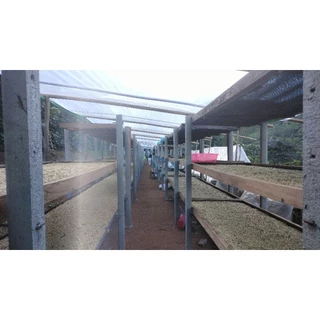 กาแฟสาร Anaerobic Washed ขุนช่างเคี่ยน,Green coffee Beans