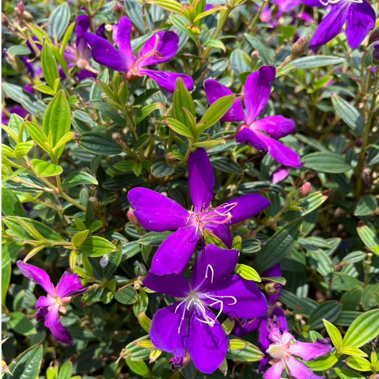 ม่วงมงคล ไม้ดอกสีม่วงชื่อเป็นมงคล Tibouchina-Glory Bush, Melastoma, Indian Rhododendron
