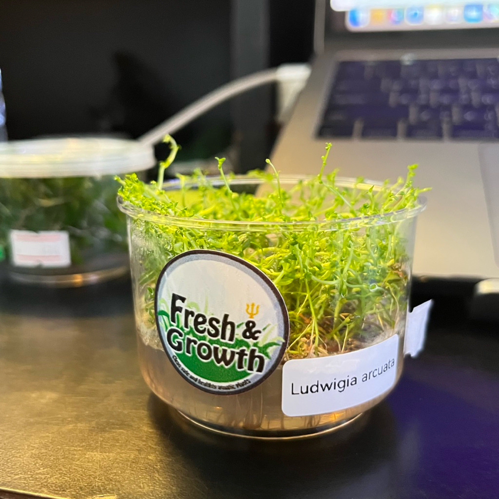 Ludwigia arcuata - ลูดวิเกีย อาร์คูเอตา