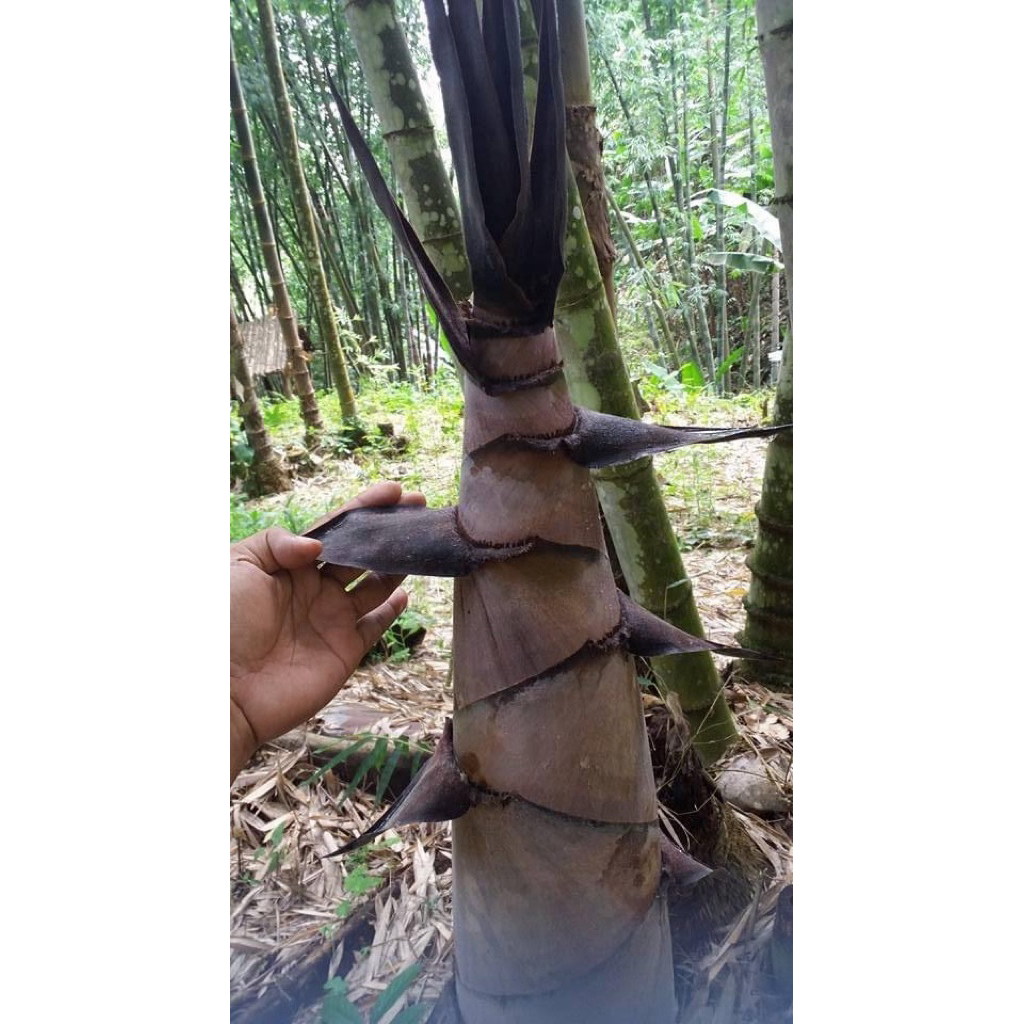 #เมล็ดไผ่หกยักษ์ ลำใหญ่ 8-10 นิ้ว ใช้ทำเฟอร์นิเจอร์ได้ - รูปที่ 5