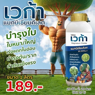 เวก้าแมกนีเซียม ฟื้นฟูต้น เร่งการเจริญเติบโต เร่งต้น เร่งใบ เร่งแตกแขนง แตกกอ ใบเขียวเข้ม 1ลิตร