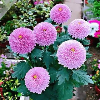 เมล็ดพันธุ์ ดอก เบญจมาศ ปิงปอง หลากสี China Aster , Callistephus chinensis บรรจุ 30 - 300 เมล็ด