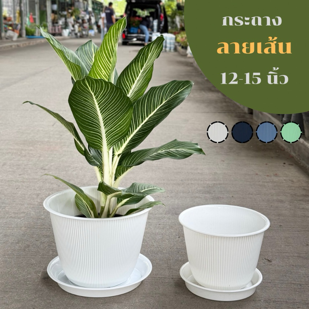 ‼️ถูก  ส่งเร็วทันใจ‼️ กระถางพลาสติก ลายเส้นตรง พร้อมจานรอง  ขนาด 12-15 นิ้ว