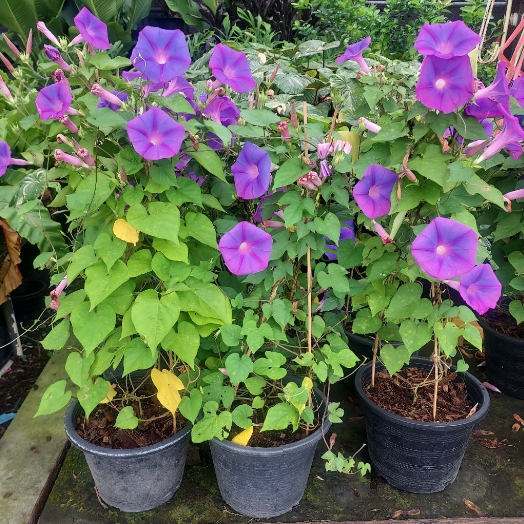 ต้น ผักบุ้งฝรั่ง (morning-glory)