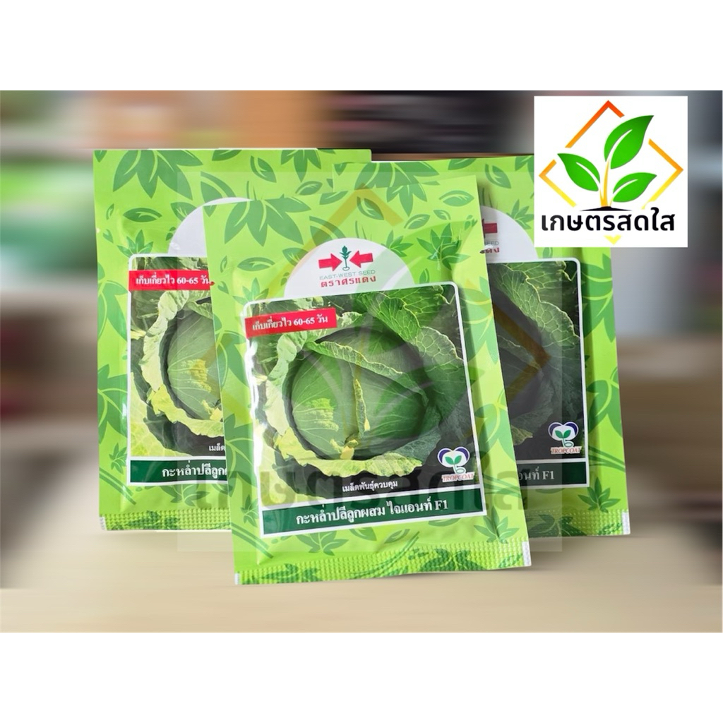 กะหล่ำปลีไจแอนท์ ♦️ศรแดง♦️ *ขนาด 50g สายพันธุ์แกร่ง หัวใหญ่ ใบหนา ปลูกได้ทั้งบนดอยและที่ราบ