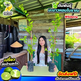โปร 2 ต้น ต้นพันธุ์มะนาวหอมโบราณ – น้ำเยอะ เปลือกบาง เปรี้ยวสะใจ! (WS0074) (จำกัดไม่เกิน 3 ชุดต่อออร์เดอร์นะคะ)