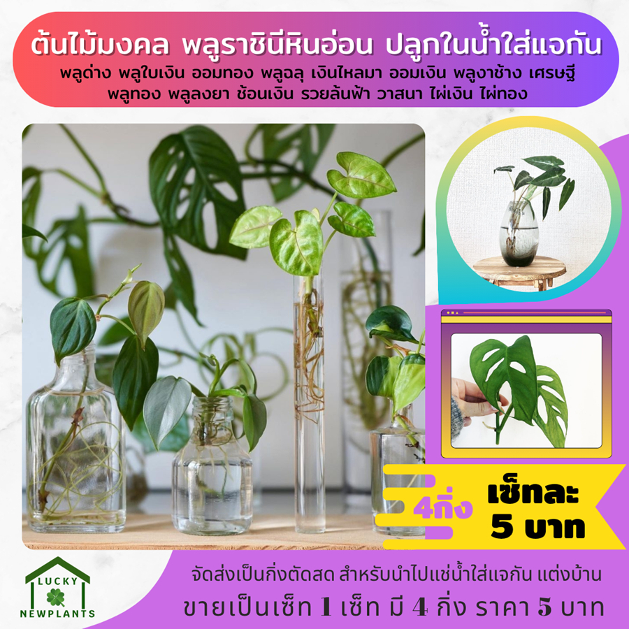 ต้นไม้จิ๋วต้นไม้มงคล ขนาดเล็ก เซ็ทละ 4 กิ่ง 5 บาท ปลูกในร่ม แช่น้ำ ใส่แจกัน