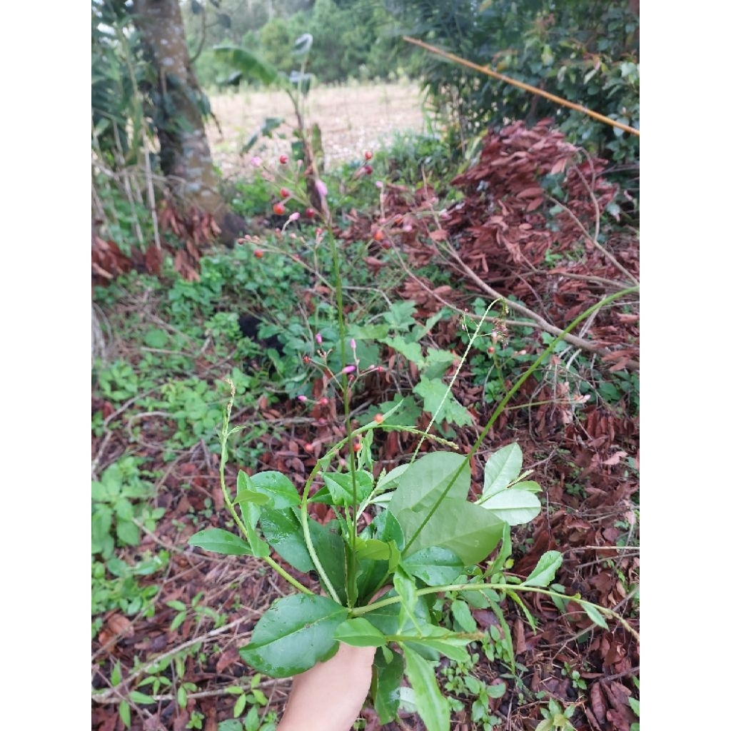 โสมไทย1กิโลกรัม ปลอดสารพิษ100% ขุดสดใหม่ทุกวันต้องนำไปล้างเองนะคะ - รูปที่ 2