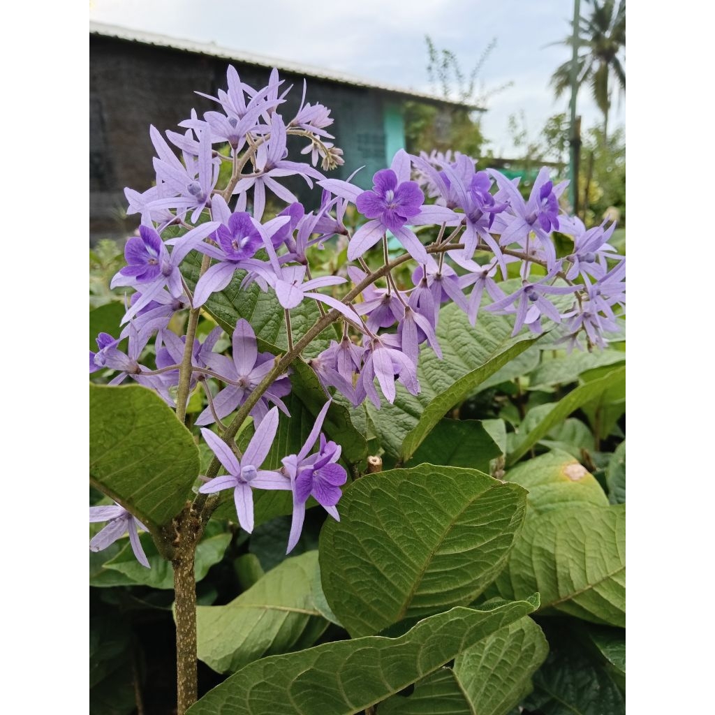 พวงครามออสเตรเลีย พวงครามสีม่วง ดอกเป็นพวงสวยเป็นไม้เลื้อย ปลูกเป็นไม้ประดับ