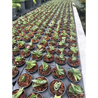 ต้นลิ้นมังกร งาช้างบอนเซลแคระ Sansevieria Boncel รากแน่นแข็งแรง