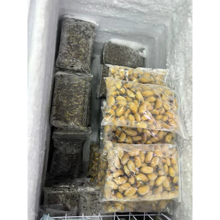 ด้วงสาคู ใหญ่พิเศษ ไม่ปรุสรส สัตว์เลี้ยงกินได้