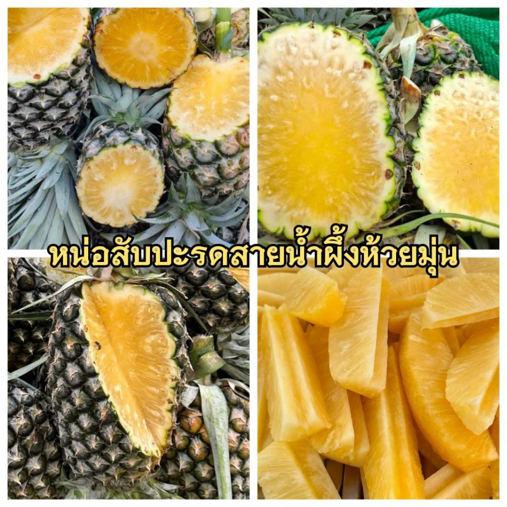 หน่อสับปะรดปัตตาเวียรห้วยมุ่น100หน่อฟรี10หน่อส่งฟรี
