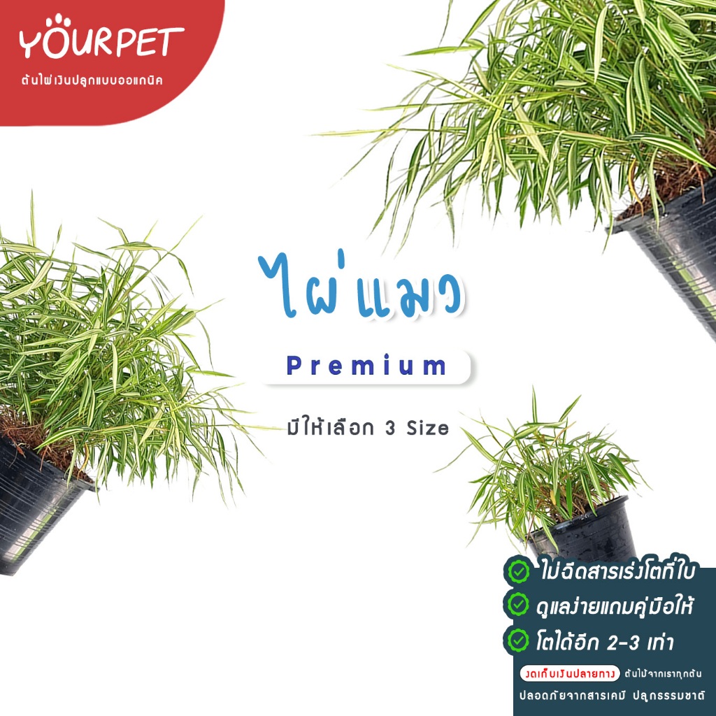 ไผ่แมว หญ้าแมว (มีส่งด่วน!!) พุ่มสวย คัดไซส์ ปลูกแบบออแกนิค ช่วยขจัดก้อนขน ให้สัตว์เลี้ยงของคุณทานได้ทันที