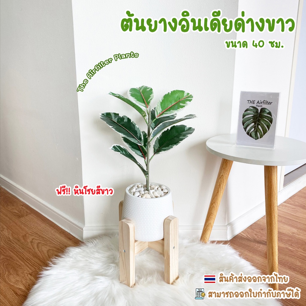ต้นไม้ปลอม(ฟรี!!หินโรย) ต้นยางอินเดียด่างขาวสูง35-45ซม. ตั้งหน้าทีวี ตั้งโต๊ะหัวเตียง ต้นไม้มงคล พร้อมกระถางและหินสีขาว