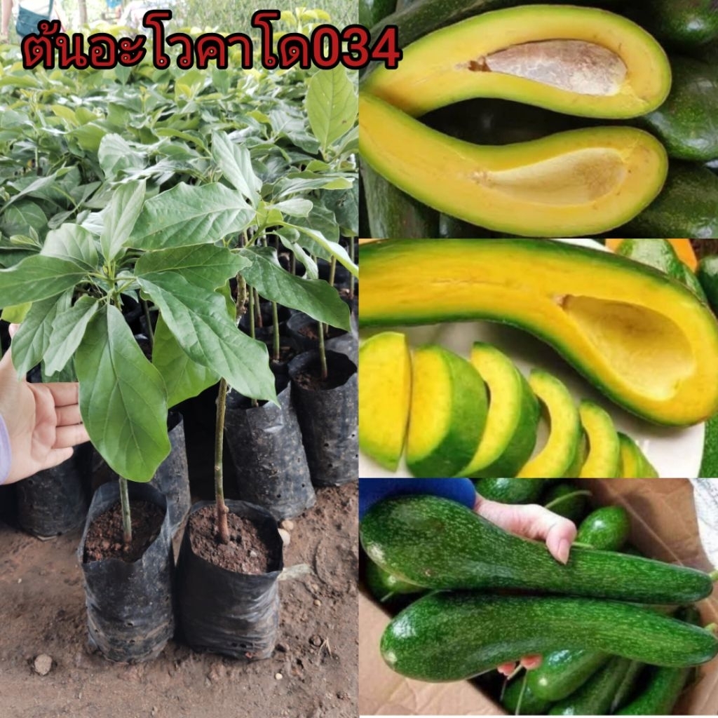 ต้นอะโวคาโด 034 (เสียบยอด) ต้นละ 149฿