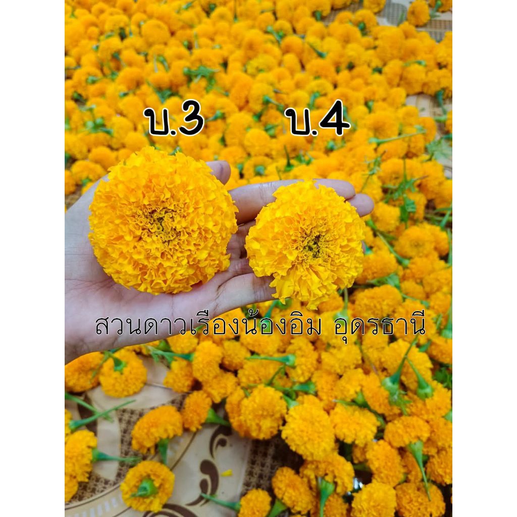 ดาวเรือง บ.4(100ดอก)สวย