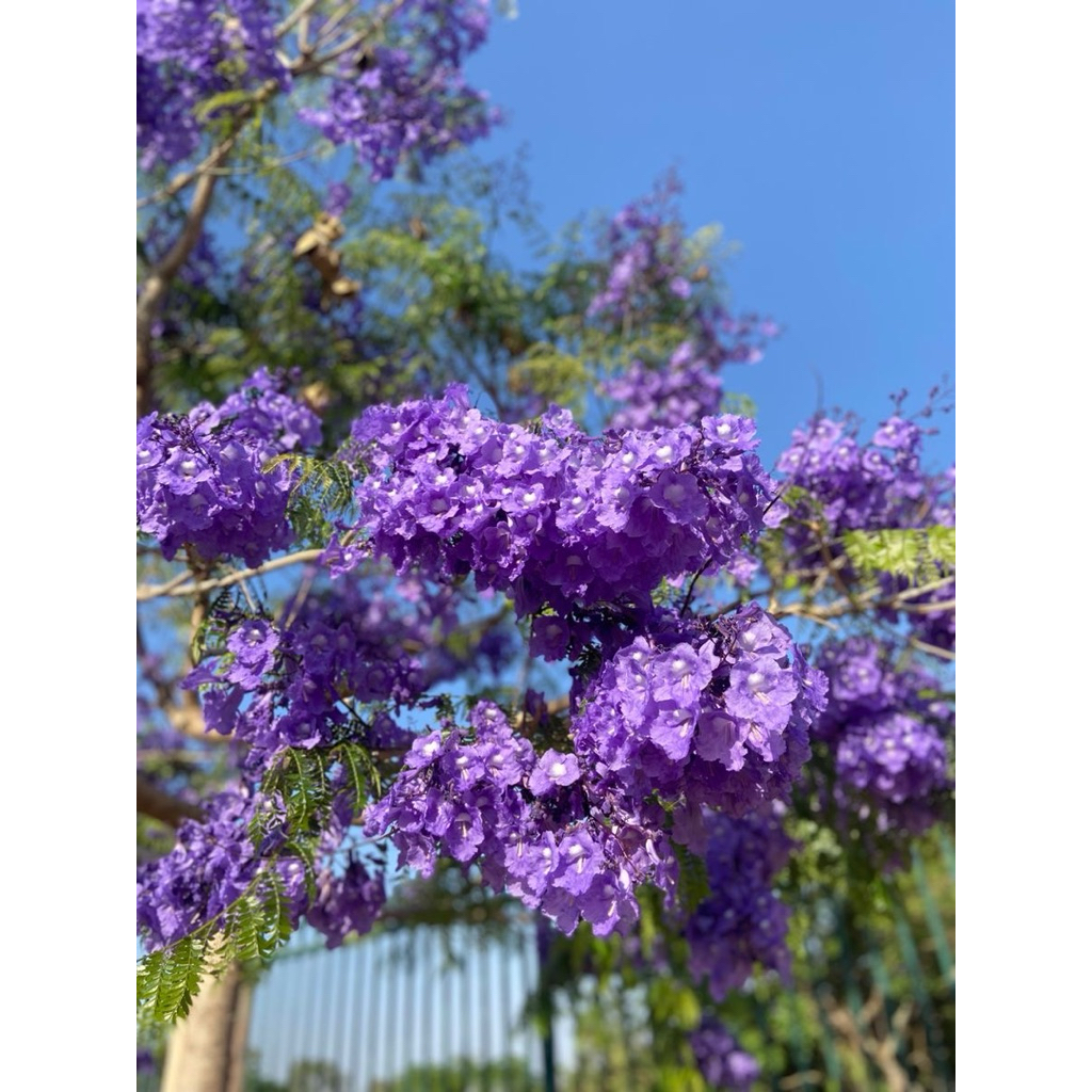 ต้นศรีตรัง ออสเตรเลีย ดอกม่วง 1เมตร+ ต้นตรง แข็งแรง พร้อมลงปลูกได้เลย ✅✅