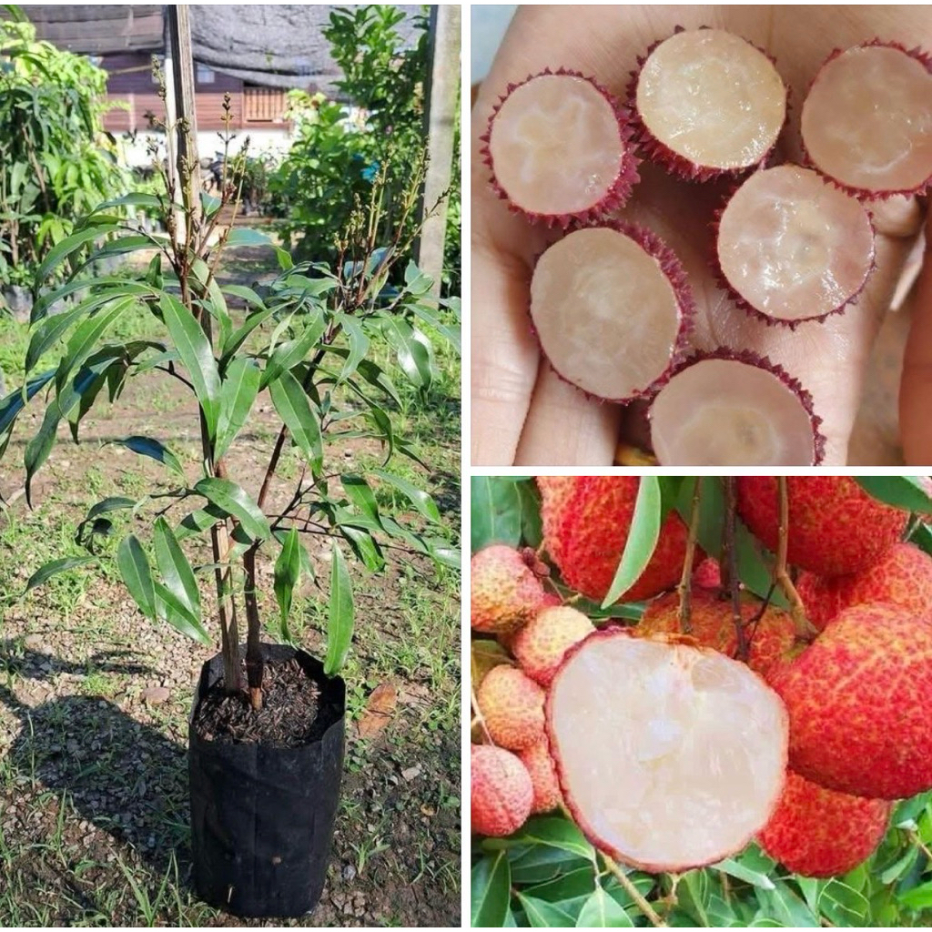 ต้นลิ้นจี่ค่อมไร้เมล็ดเสียบยอด พันธุ์ต้นเตี้ย