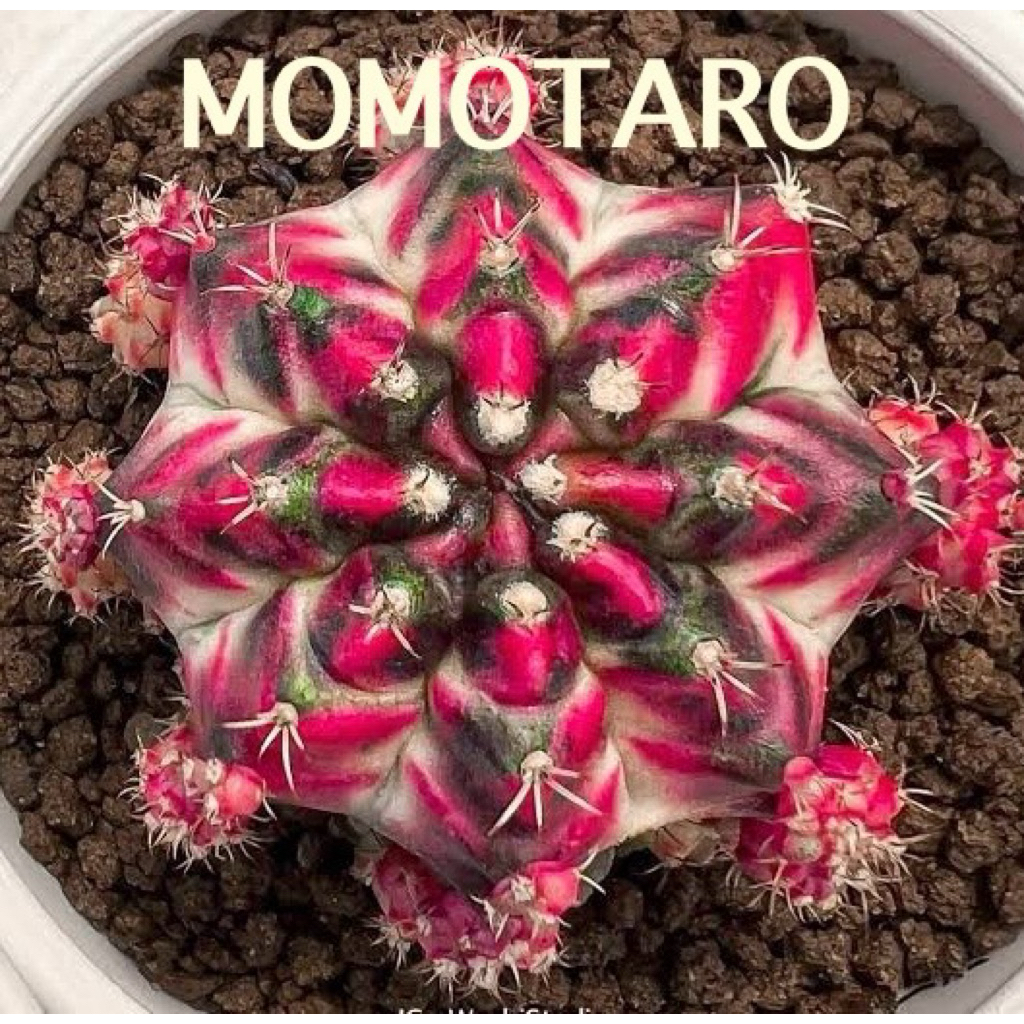 หน่อเด็ดสด แคคตัส โมโมทาโร่ (Momotaro)