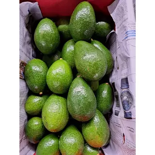 🥑 อะโวคาโดพื้นเมืองเชียงใหม่ เนื้อเหนียวมัน ไม่ติดขม ลูกใหญ่ 2–4 ลูก/กก. พร้อมทาน