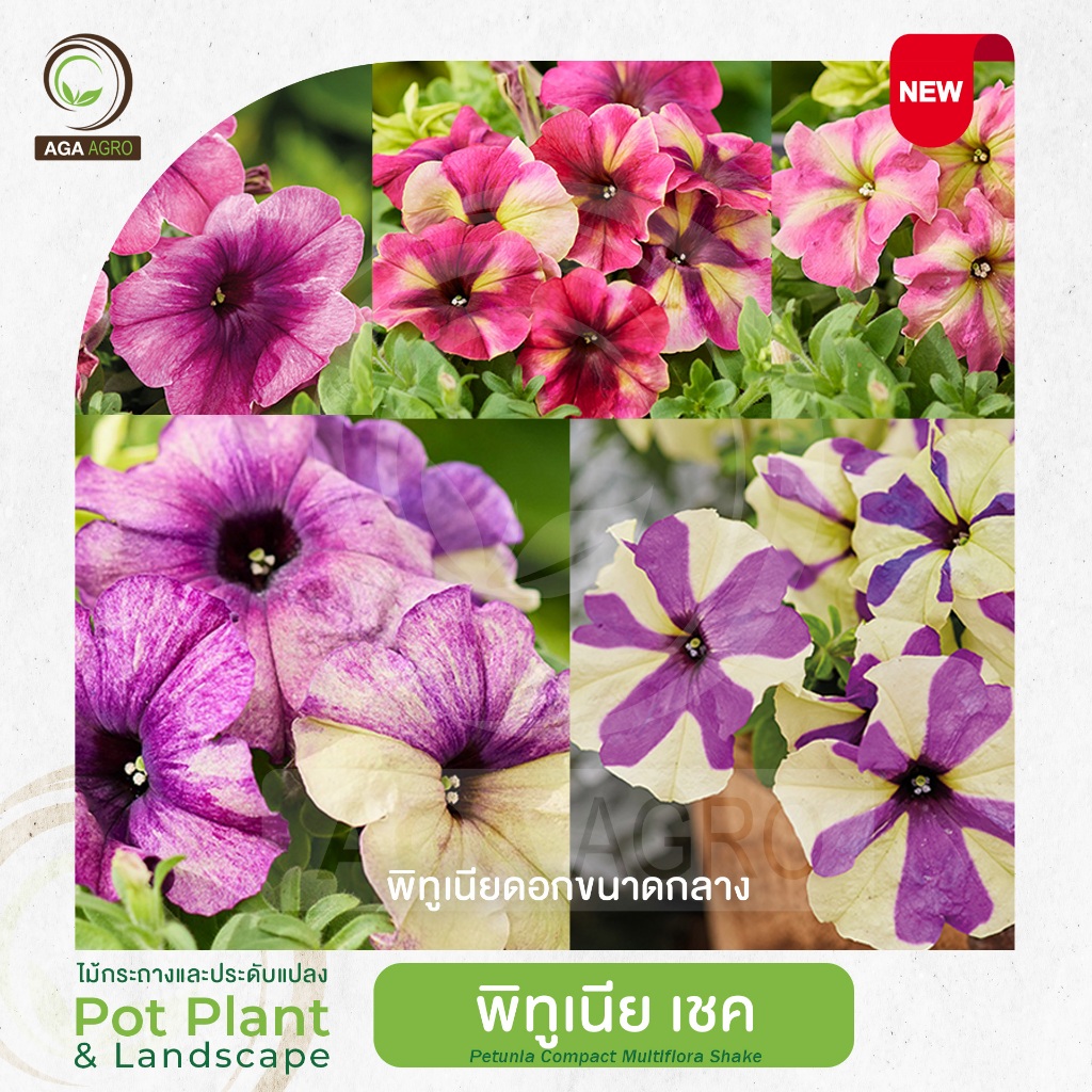 AGA AGRO I "พิทูเนีย เชค"ดอกขนาดกลางพันธุ์ใหม่! มีหลายเฉดดีในดอก-100เมล็ด -Petunia Shake