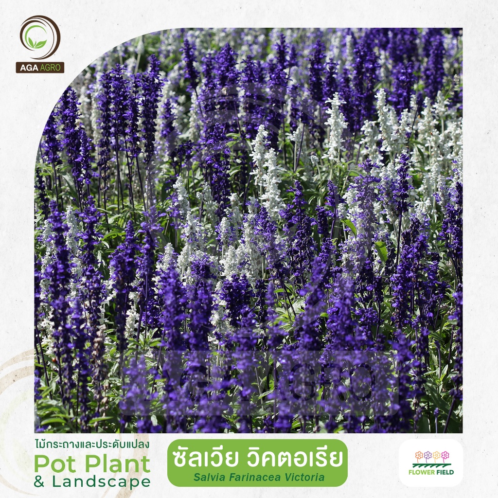 AGA AGRO I"ซัลเวีย วิคตอเรีย" โทนสีน้ำเงินขาว นิยมปลูกเป้นทุ่งดอกไม้-100เมล็ด-Salvia Victoria