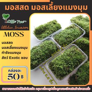มอสสด มอสเลี้ยงบึ้ง มอสเลี้ยงแมงมุม กล่องละ 50 บาท