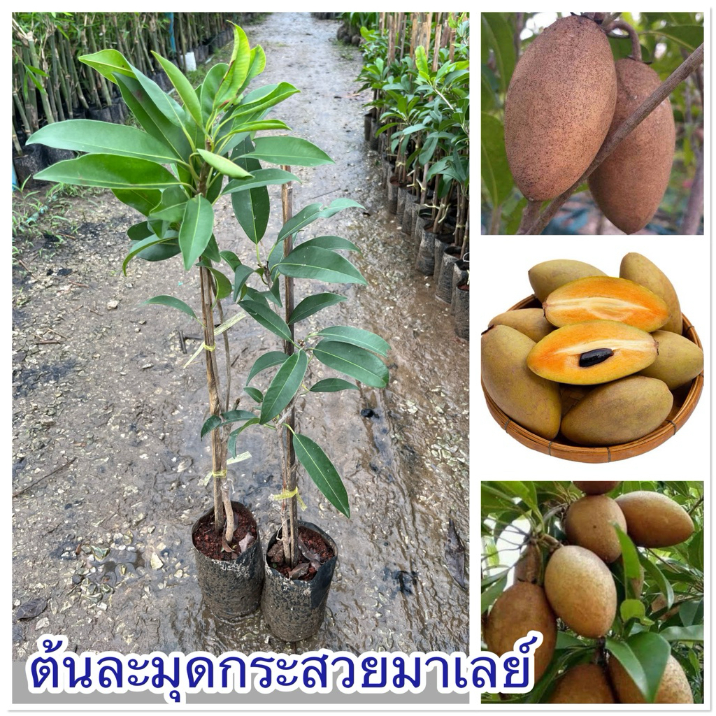 ต้นละมุดกระสวยมาเลย์ ต้นเสียบยอด2 ปีติดผล