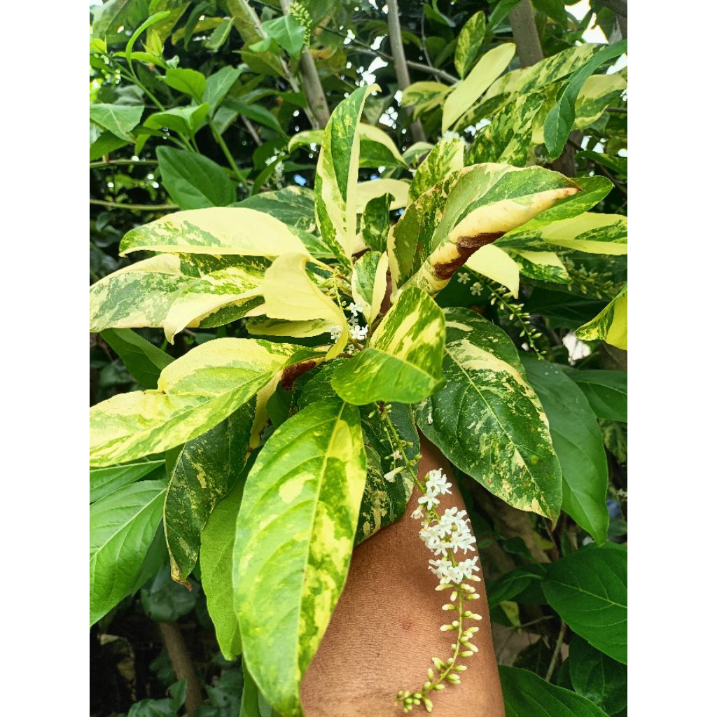 ต้นบุหงาส่าหรีด่างเหลือง (Citharexylum spinosum L.)