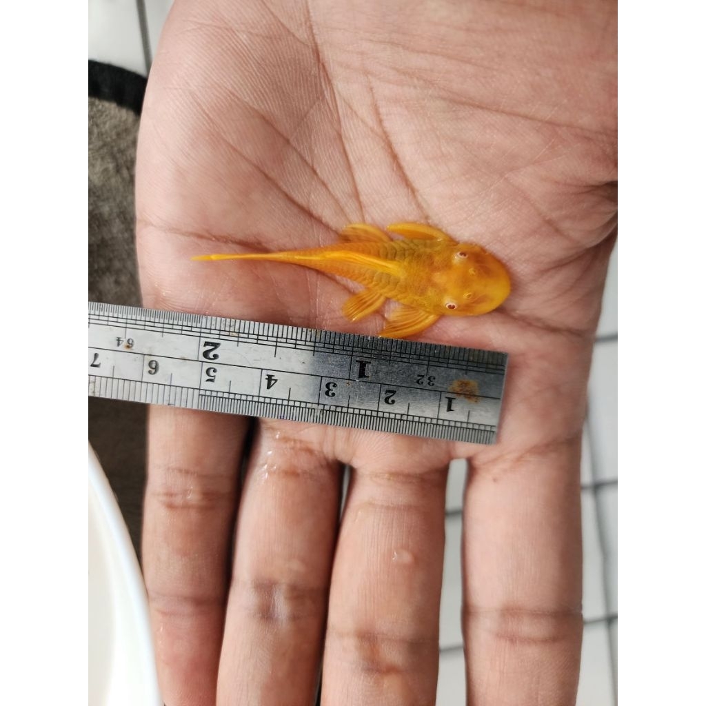 (‼️PRO October‼️ )อาหารสำหรับปลาซัคเกอร์L144 24K 2นิ้ว(ผู้)